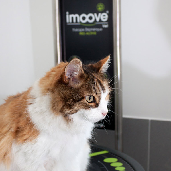 IMoove VET