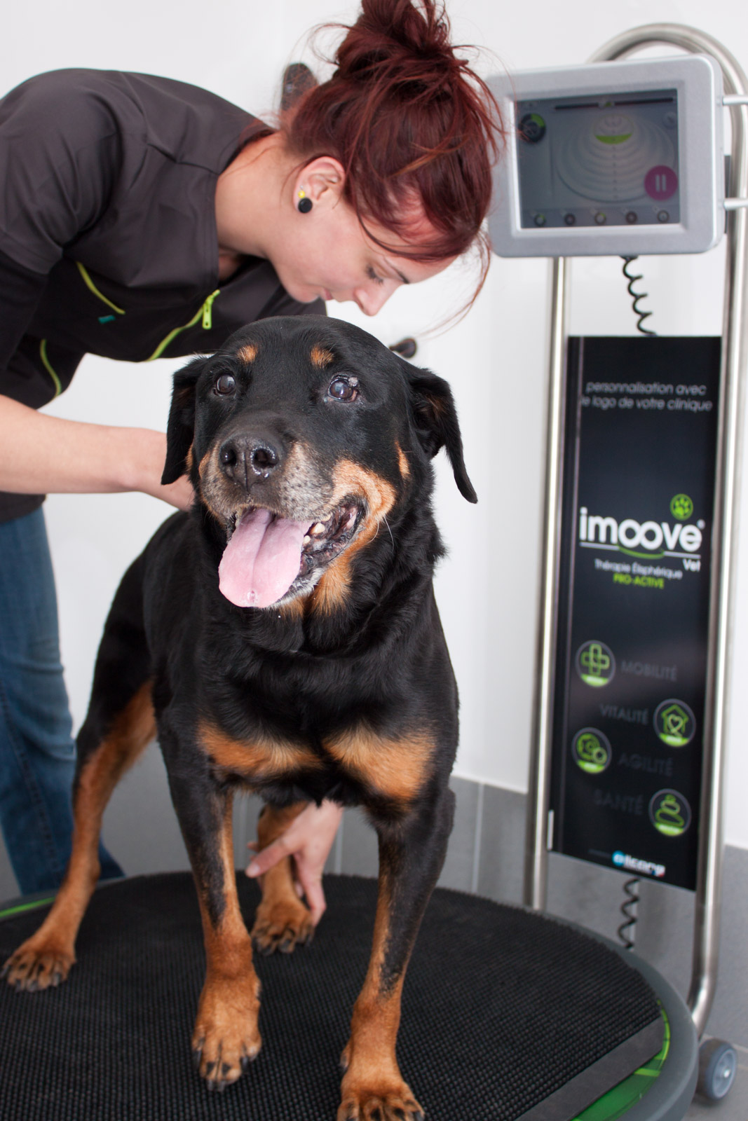 IMoove VET Rottweiler Beauceron